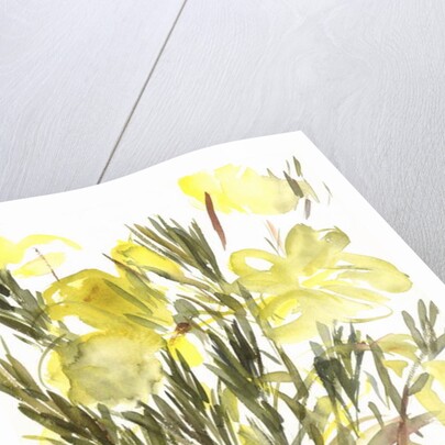 Evening primroses; 2004 by Claudia Hutchins-Puechavy