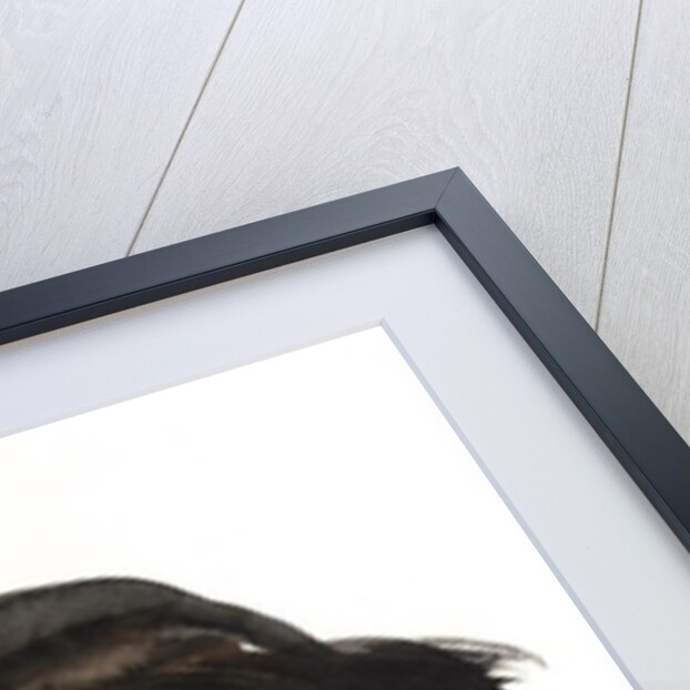 Sleeping Cat, 1985 by Claudia Hutchins-Puechavy