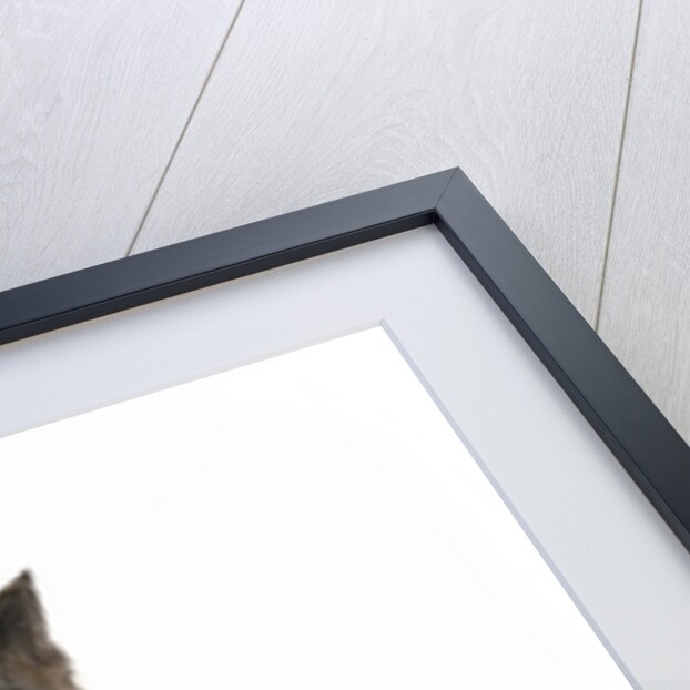 Cat, 1984 by Claudia Hutchins-Puechavy