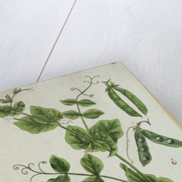 Pea by Elizabeth Blackwell