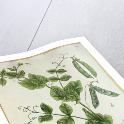 Pea by Elizabeth Blackwell