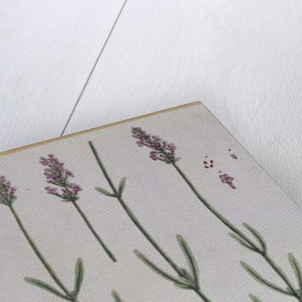 Lavender by Elizabeth Blackwell