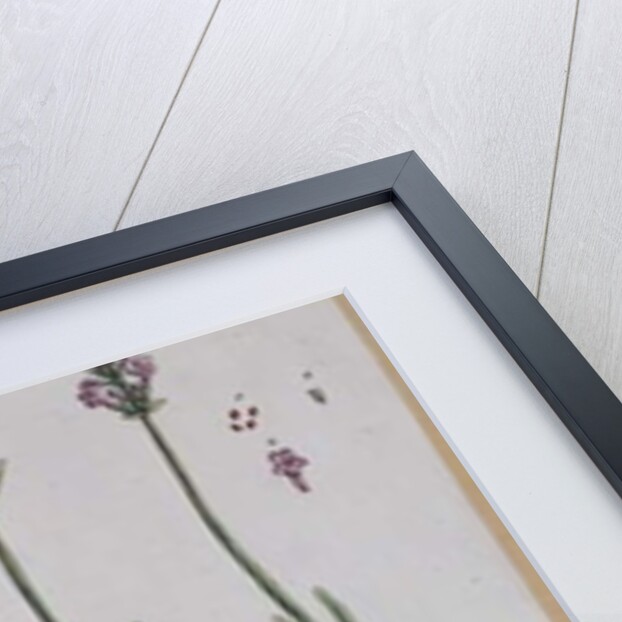 Lavender by Elizabeth Blackwell