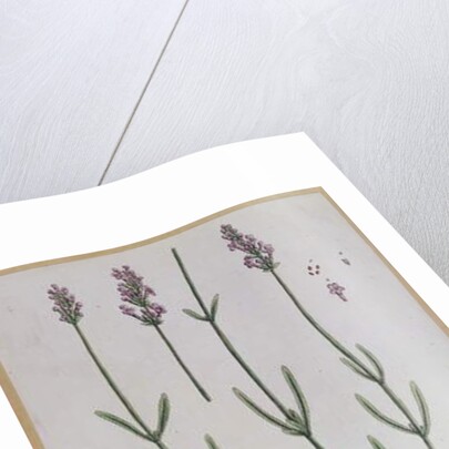 Lavender by Elizabeth Blackwell