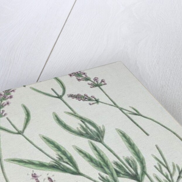 Lavender Spike by Elizabeth Blackwell