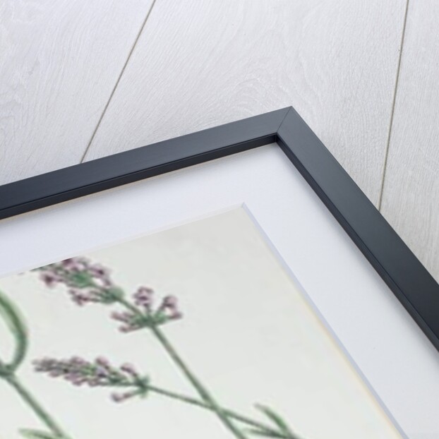 Lavender Spike by Elizabeth Blackwell