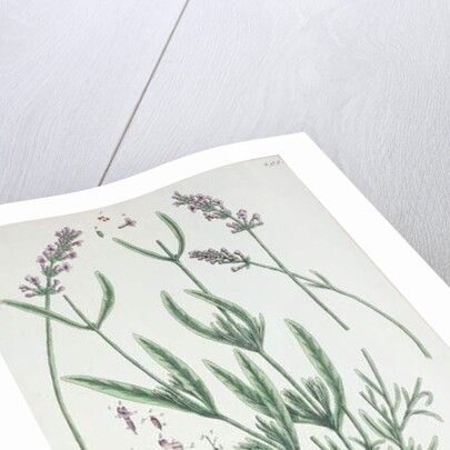 Lavender Spike by Elizabeth Blackwell