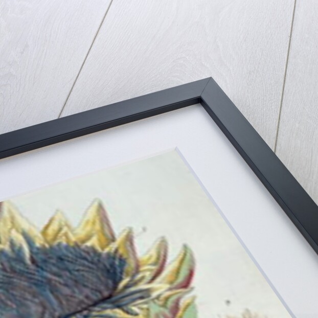 Artichoke by Elizabeth Blackwell