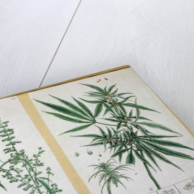 Cannabis mas and Cannabis foemina by Elizabeth Blackwell