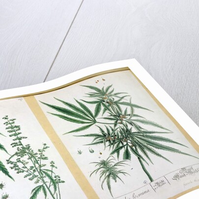 Cannabis mas and Cannabis foemina by Elizabeth Blackwell