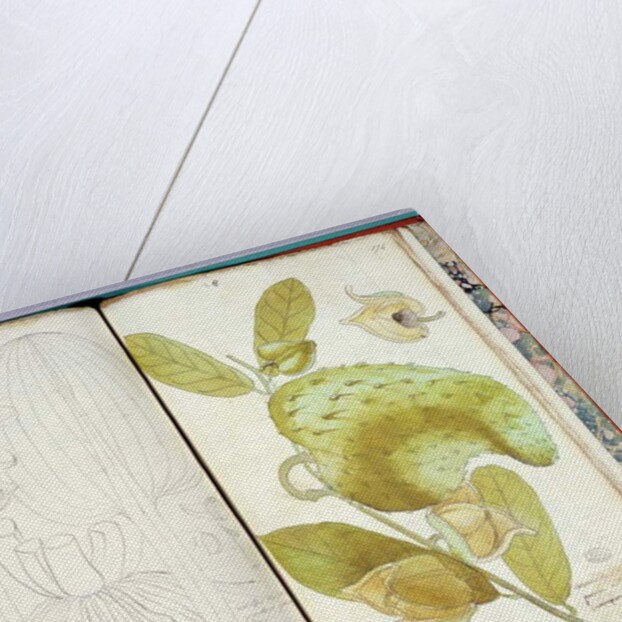 Ms 23 Cardamom by Charles Plumier