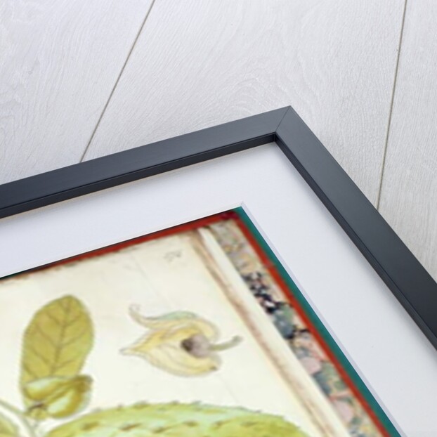 Ms 23 Cardamom by Charles Plumier