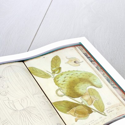 Ms 23 Cardamom by Charles Plumier