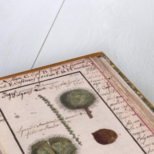 Ms 115 Chestnut by Italian School