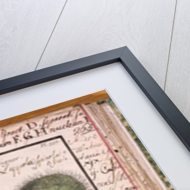 Ms 115 Chestnut by Italian School