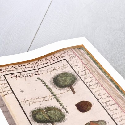 Ms 115 Chestnut by Italian School