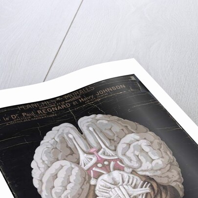 The Brain by French School