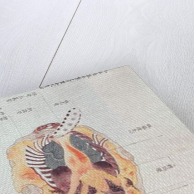 A disembowelled body from the dissection of a torture victim of 1796 by Japanese School