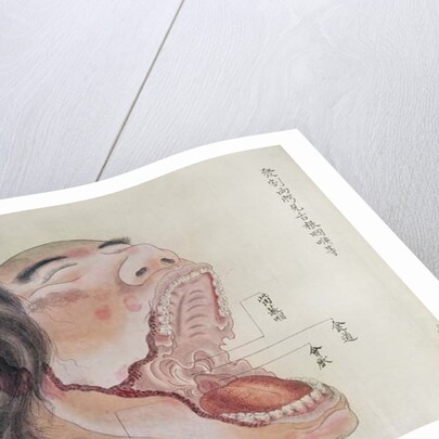 The anatomy of the mouth by Japanese School