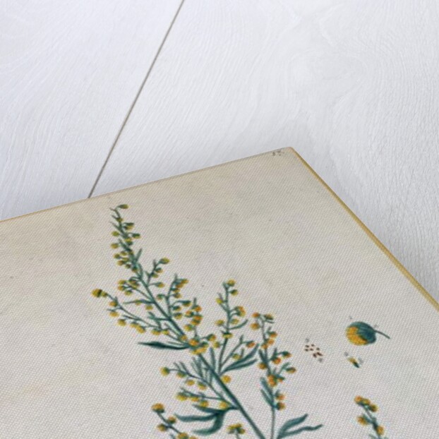 bsinth by Elizabeth Blackwell