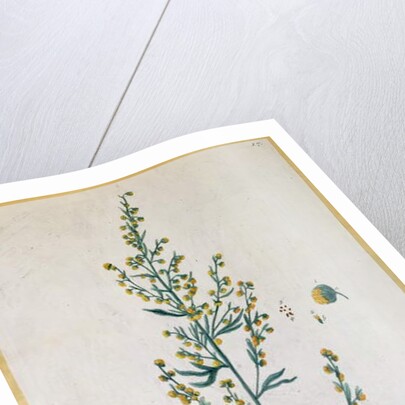 bsinth by Elizabeth Blackwell