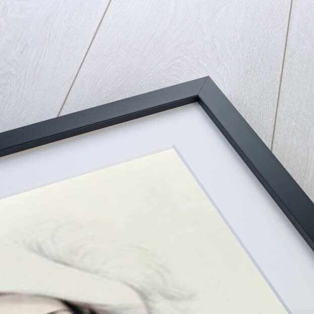 Portrait of Lola Montez, 1846 by Camille-Joseph-Etienne Roqueplan