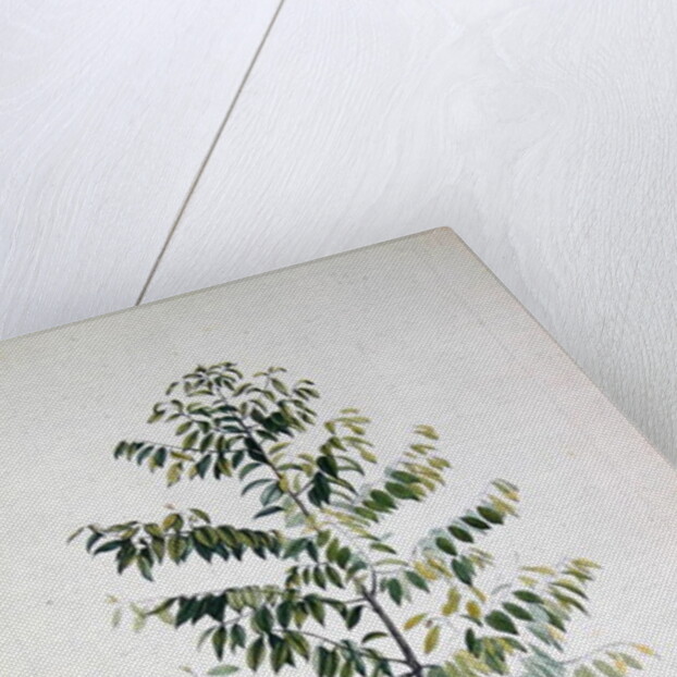 The Nutmeg Tree, Flower and Fruit by French School