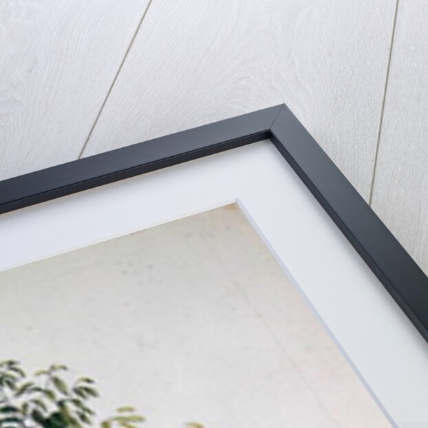 The Nutmeg Tree, Flower and Fruit by French School