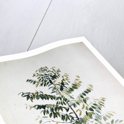 The Nutmeg Tree, Flower and Fruit by French School