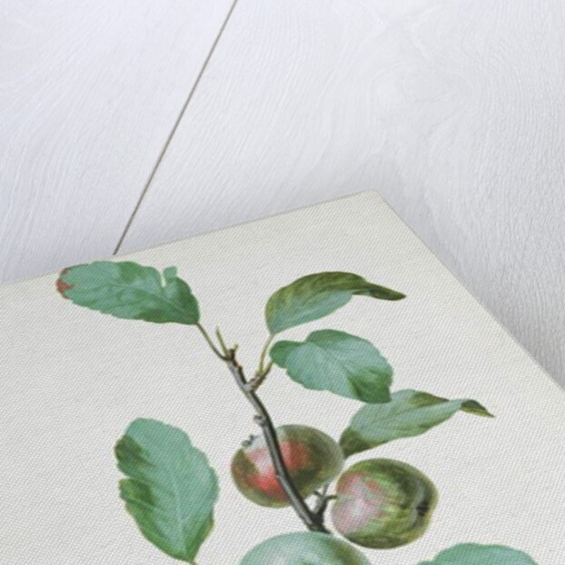 Apples by Pierre Joseph Redouté