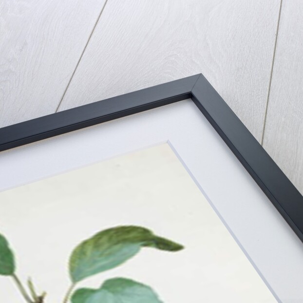 Apples by Pierre Joseph Redouté