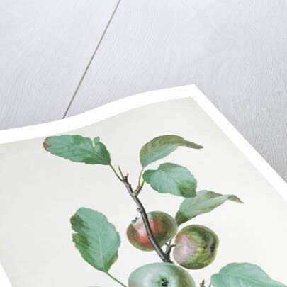 Apples by Pierre Joseph Redouté