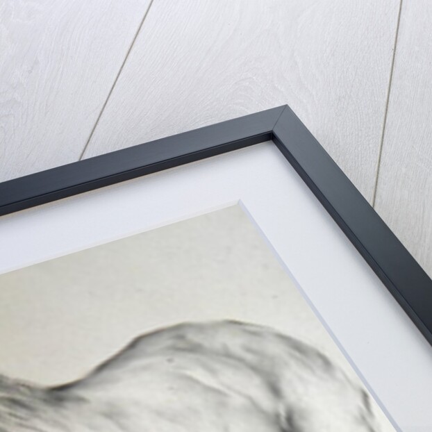 Horse at Coolmore, 1990 by Antonio Ciccone