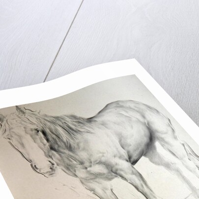 Horse at Coolmore, 1990 by Antonio Ciccone