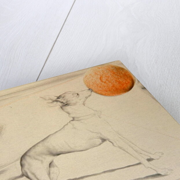 Space Dog by Antonio Ciccone