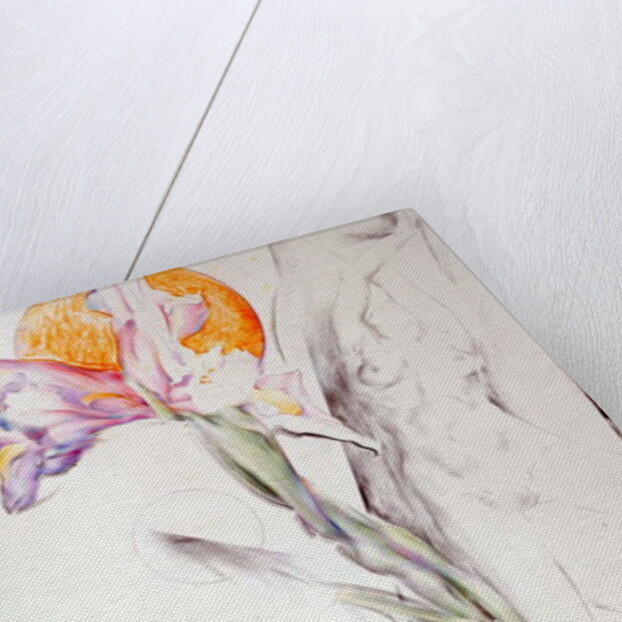 Iris - Composition II by Antonio Ciccone