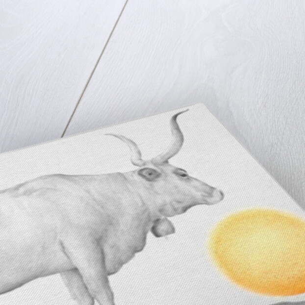 Mucca in Maremma by Antonio Ciccone