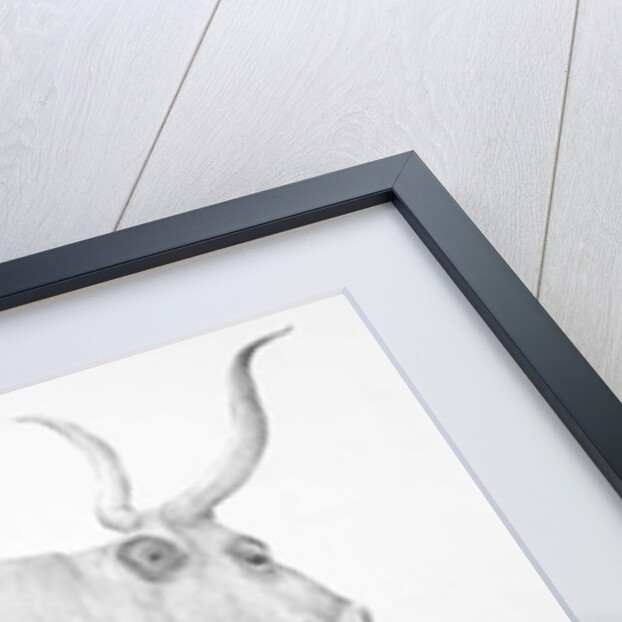 Mucca in Maremma by Antonio Ciccone