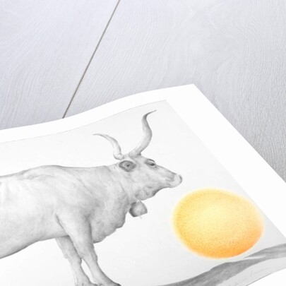 Mucca in Maremma by Antonio Ciccone