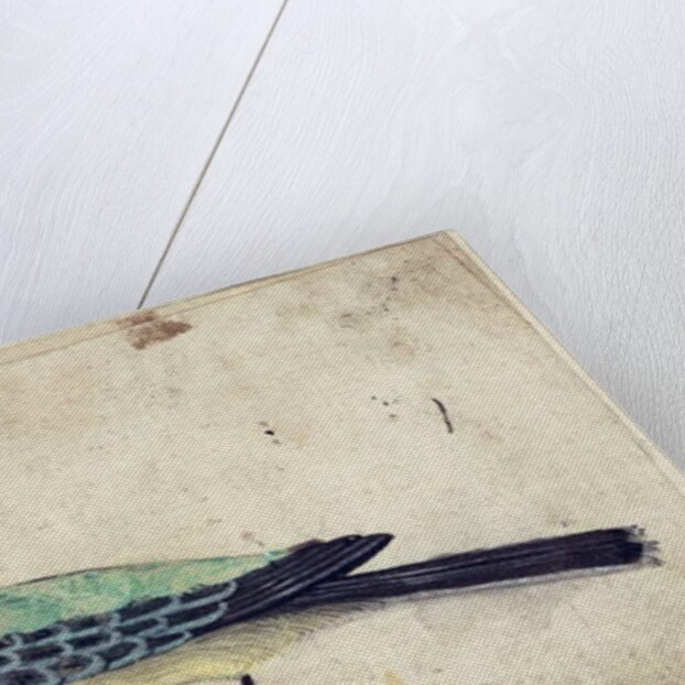 Study of a Bird, c.1620 by French School