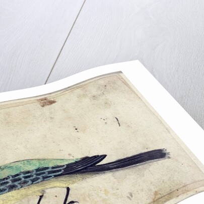 Study of a Bird, c.1620 by French School