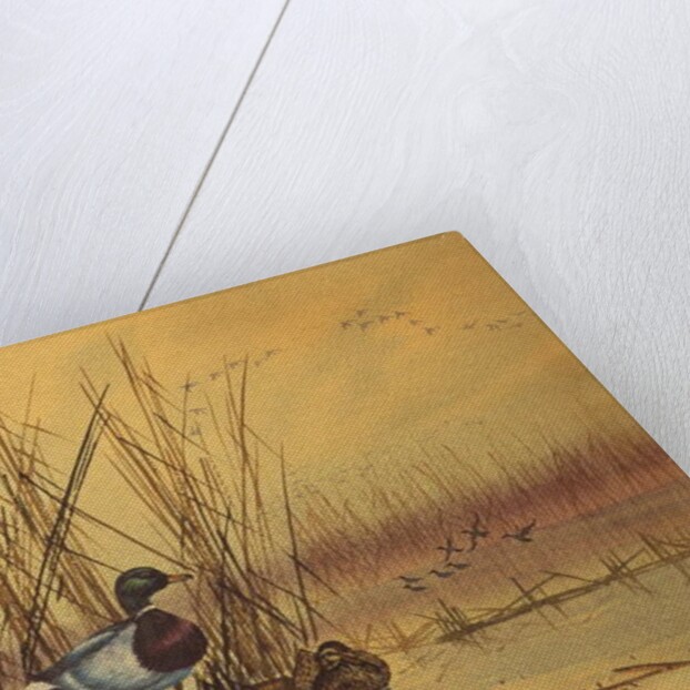 Mallard Ducks in a Lake, c.1890 by English School