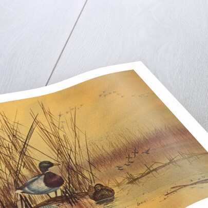 Mallard Ducks in a Lake, c.1890 by English School