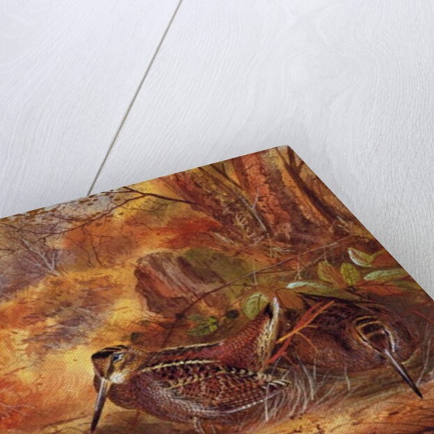 Woodcocks, c.1890 by English School