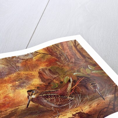 Woodcocks, c.1890 by English School