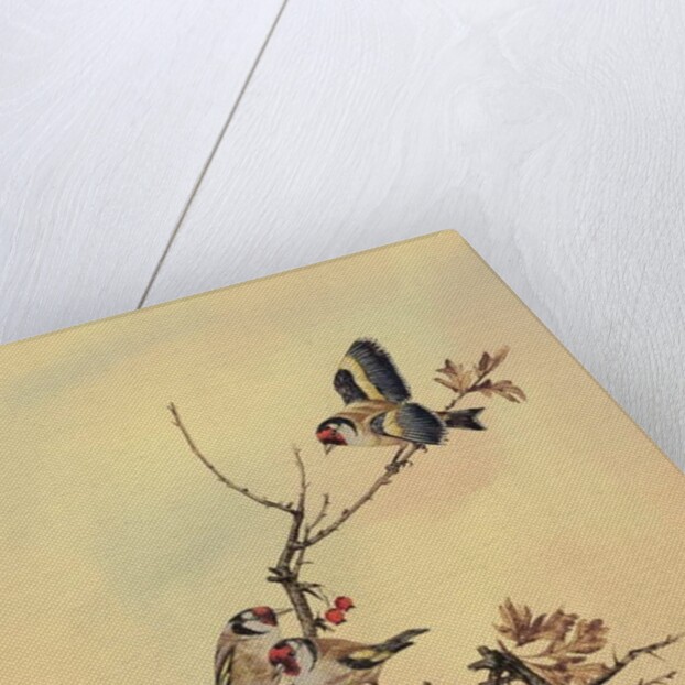 Goldfinches, c.1890 by English School