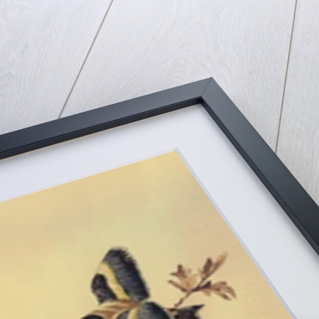 Goldfinches, c.1890 by English School