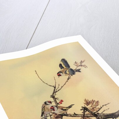 Goldfinches, c.1890 by English School
