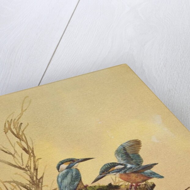 Kingfishers, c.1890 by English School