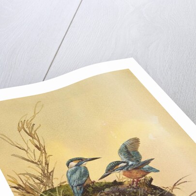 Kingfishers, c.1890 by English School